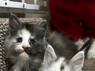 Maine Coon cats 2 stunning girls 1 polydactyl - Advert 4