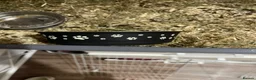 Guinea Pig rodents for sale: 2 young guinea pigs  in Brierley Hill - Advert 9
