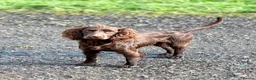 Cocker Spaniel dogs for sale: Chocolate Cocker Spaniel Pups - Advert 7