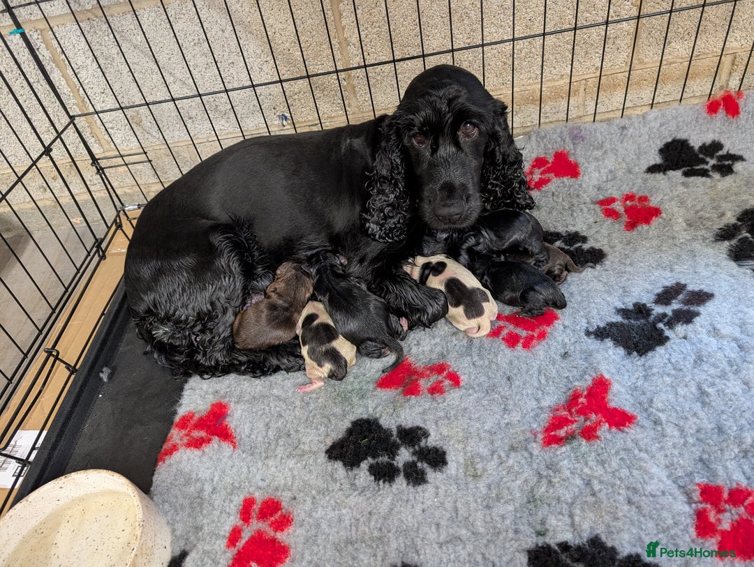 Cocker Spaniel dogs for sale: Show type cocker spaniels - Image 3