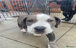 Mixed Breed dogs for sale: NORTH AMERICAN MASTIFF - Image 11