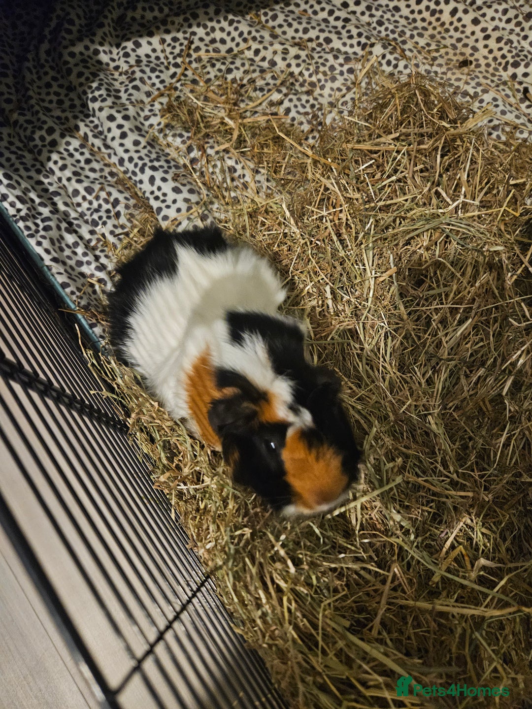 Guinea Pig rodents for sale: 2 male Guinea Pigs - Advert 2