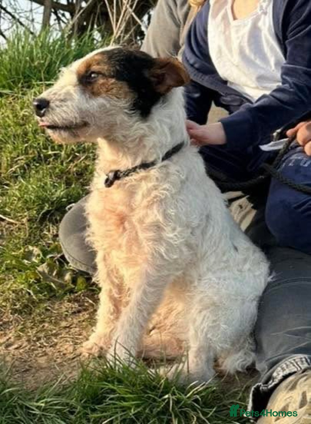 Lakeland Terrier dogs for stud: Lakeland terrier stud  - Image 2