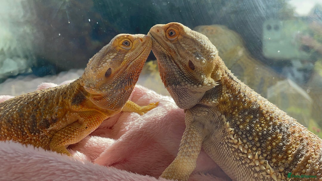 Bearded Dragon reptiles for sale: Baby Hypo Bearded Dragons - Image 10