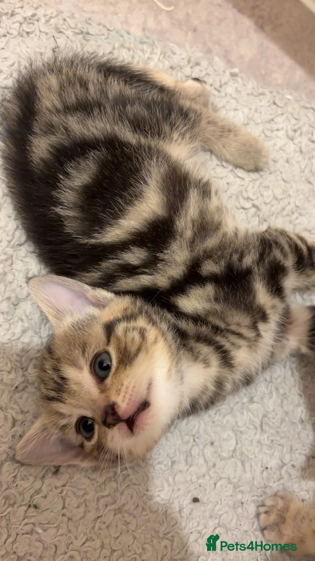 Mixed Breed cats for sale: 4 tabby kittens for sale. - Advert 7