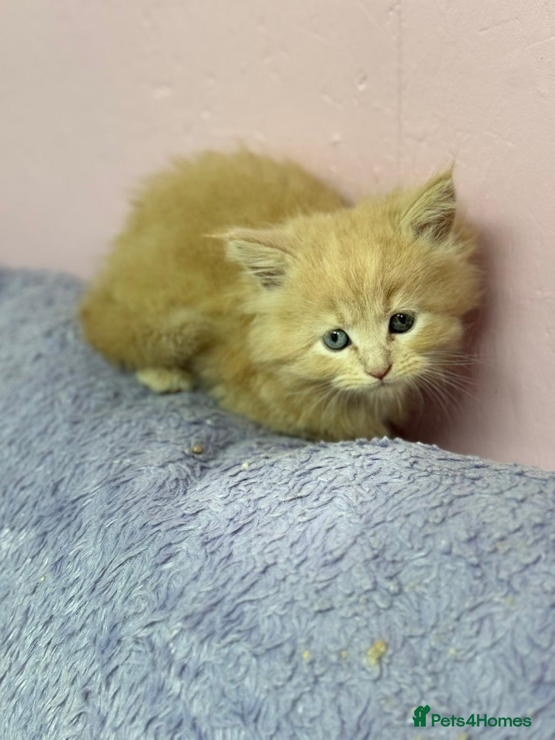 Maine Coon cats for sale: Mainecoon kittens  - Advert 16