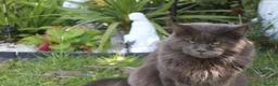 Maine Coon cats for stud: GCCF Maine coon for stud  in Ipswich - Advert 7