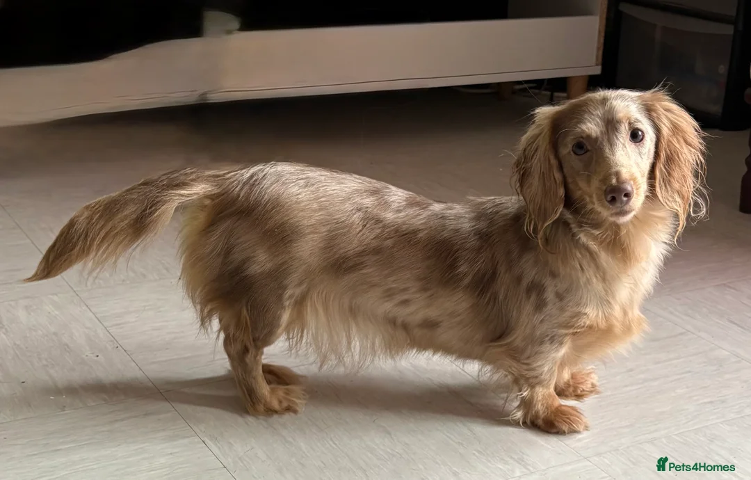 Dachshund dogs for sale: In need of a forever home in London - Advert 5
