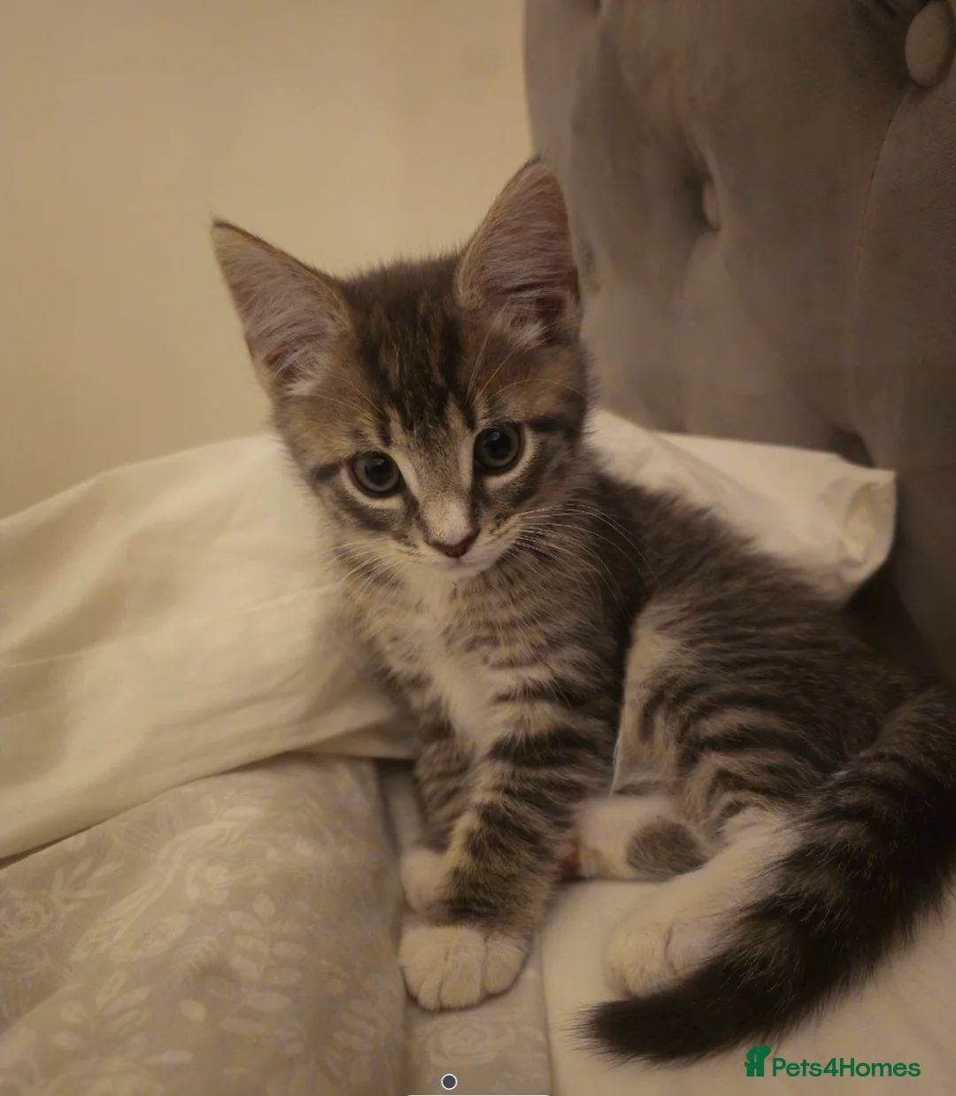 Mixed Breed cats for sale: Grey Tabby Girl/Tuxedo Boy - Advert 6