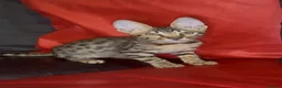 Savannah cats for sale: Pure Pedigree! Top Quality Tica Registr. Savannahs - Advert 26