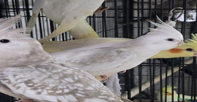Cockatiels birds - Advert 6