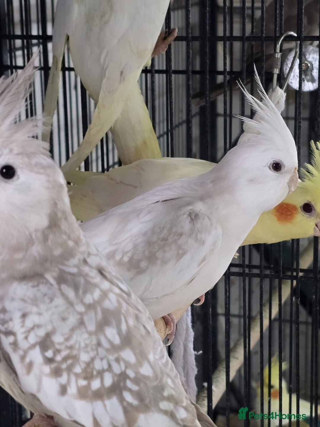 Cockatiels birds for sale: Young avairy Bred cockatiels  - Image 3