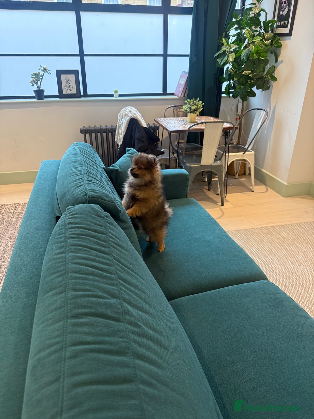 Pomeranian dogs for sale: ✨Pomeranian Puppy Looking for a Loving Home ✨ - Advert 5