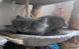 Mixed Breed cats for sale: Fluffy Blue British Shorthair Mix Female Kitten - Image 3