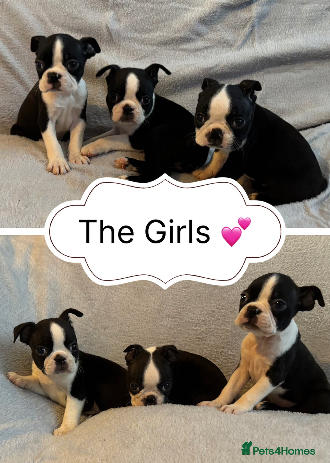 Boston Terrier dogs for sale: Beautiful Boston Terrier Puppies  - Image 7