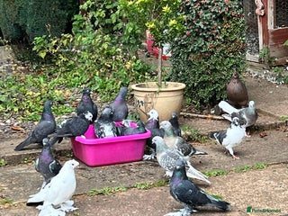 Pigeons birds - Advert 2