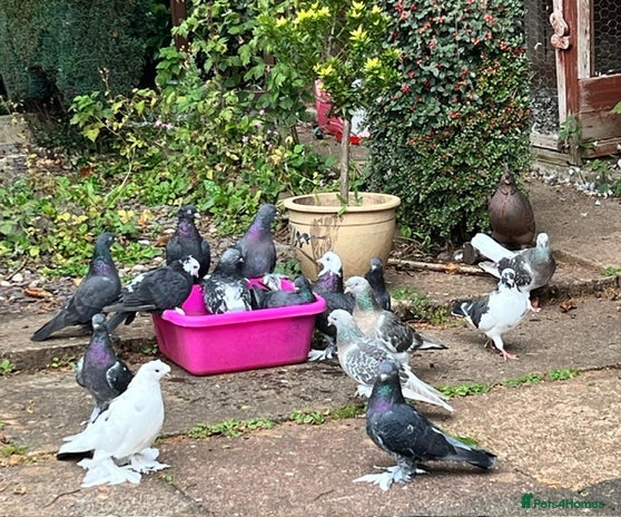 Pigeons birds - Advert 7