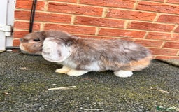 Angora rabbits for sale: Rabbits for adoption - Urgent - Image 6