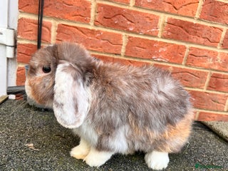 Angora rabbits Urgent 3 male rabbits for adoption - Advert 6