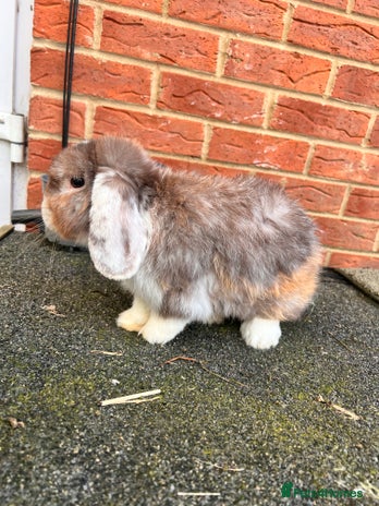Angora rabbits Urgent 3 male rabbits for adoption - Advert 3