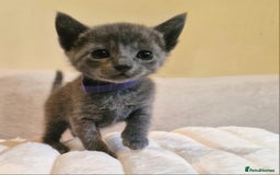 Russian Blue cats for sale: 5 stunning baby blues  - Image 6