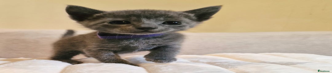Purple collar girl