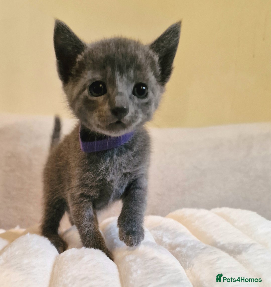 Russian Blue cats for sale: 5 stunning baby blues  - Image 6
