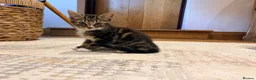 Mixed Breed cats for sale: Beautiful tabby kitten  - Advert 5