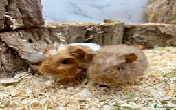 Guinea Pig rodents for sale: LOTS OF GUINEA PIGS FOR SALE 💗 - Image 2