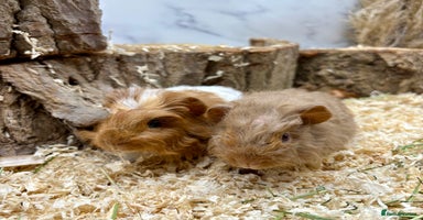 Guinea Pig rodents - Advert 11