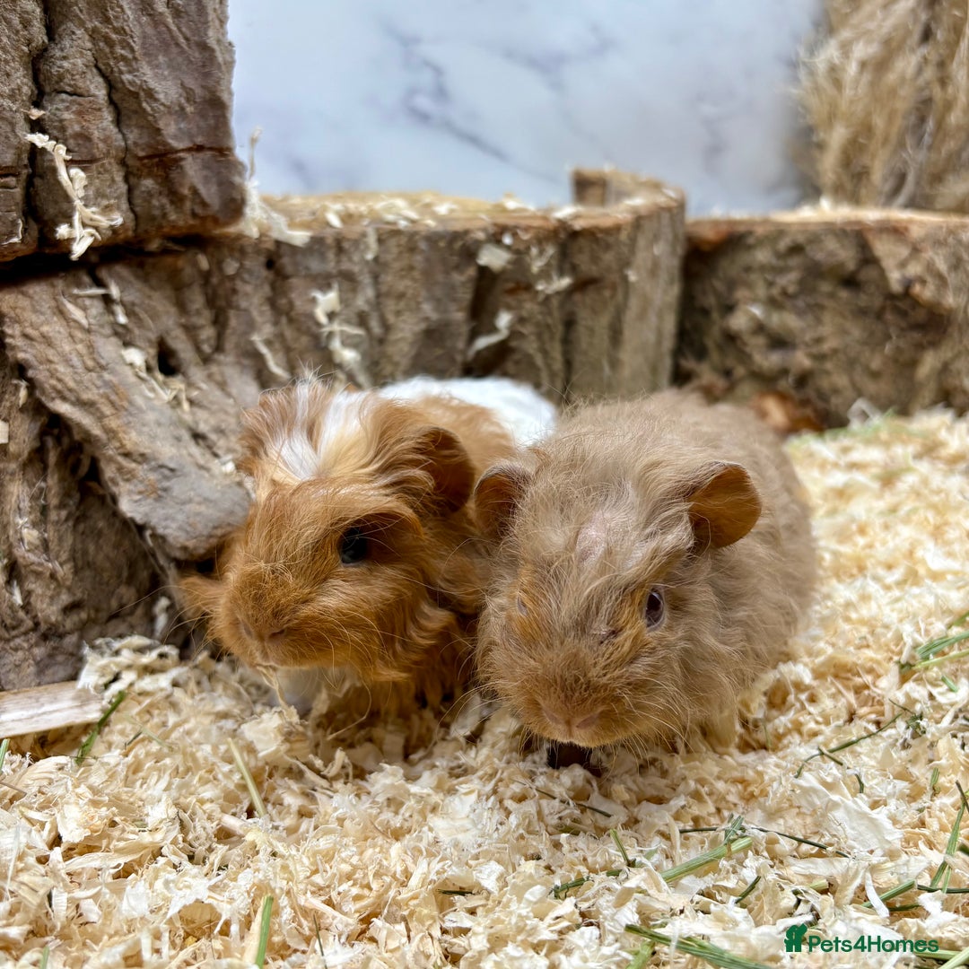 Guinea Pig rodents for sale: LOTS OF GUINEA PIGS FOR SALE 💗 - Image 2