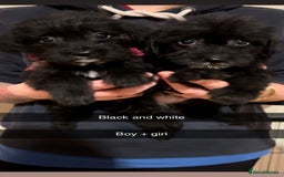 Jackapoo dogs for sale: Jackapoo - Image 2