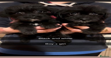 Jackapoo dogs - Advert 3