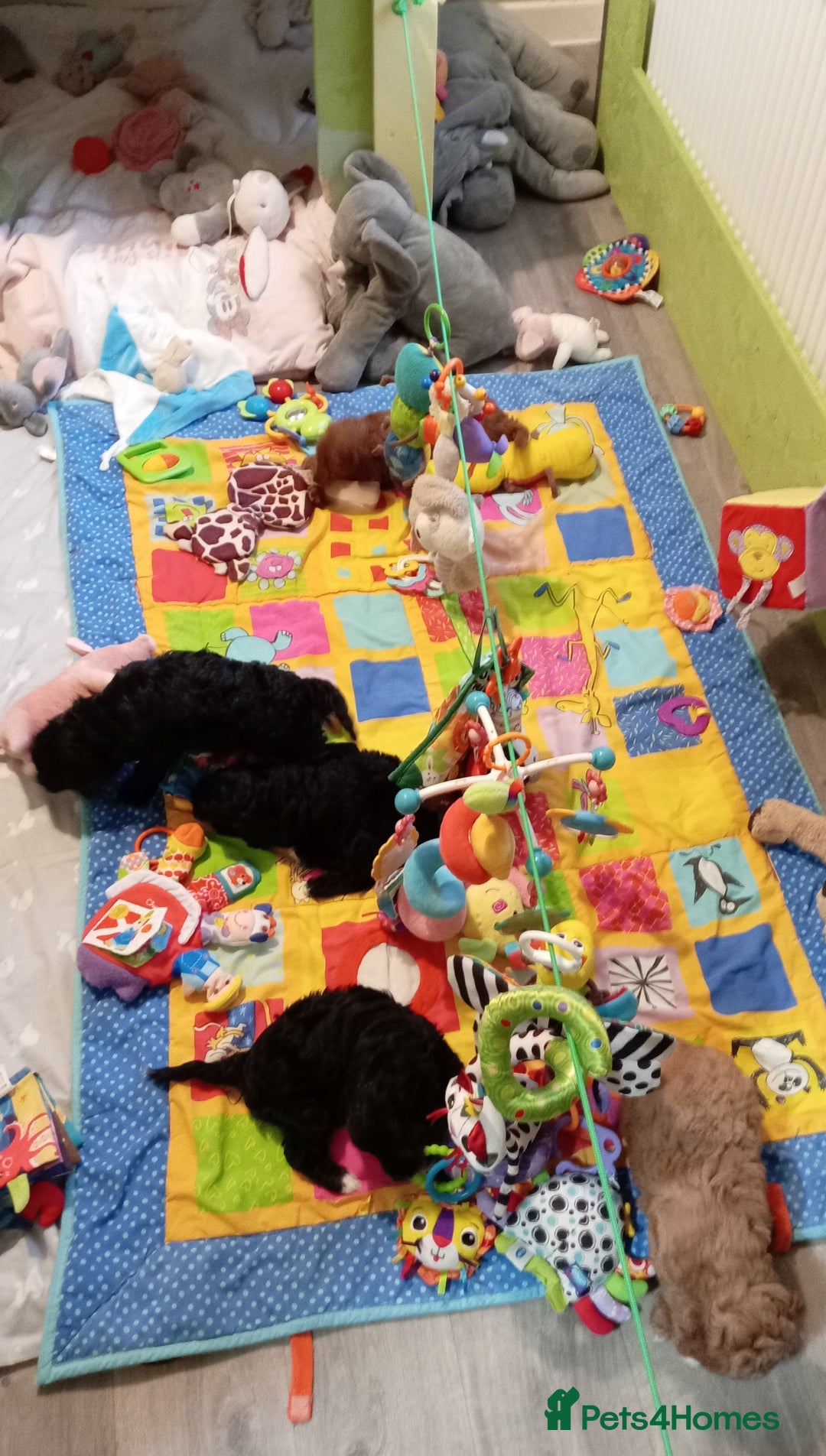 Cockapoo dogs for sale: Cockapoo - Advert 11