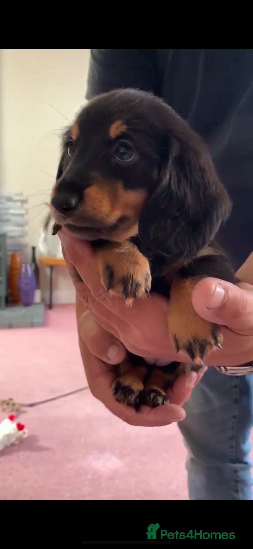 Miniature Dachshund dogs miniature long haired girl dachshund  - Advert 6