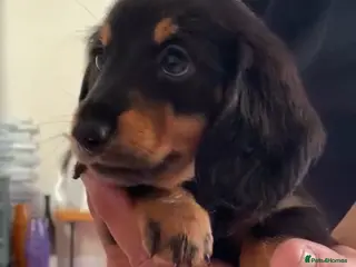 Miniature Dachshund dogs miniature long haired girl dachshund - Advert 6