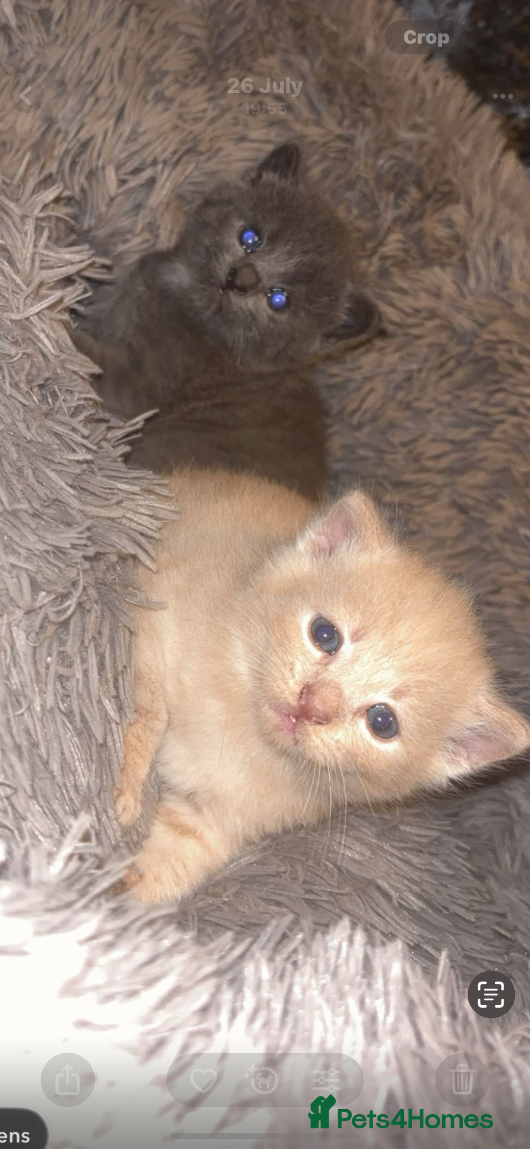 British Shorthair cats for sale: Cross British shorthair MALE ONLY ready!!!❌❌❌❌ - Image 6