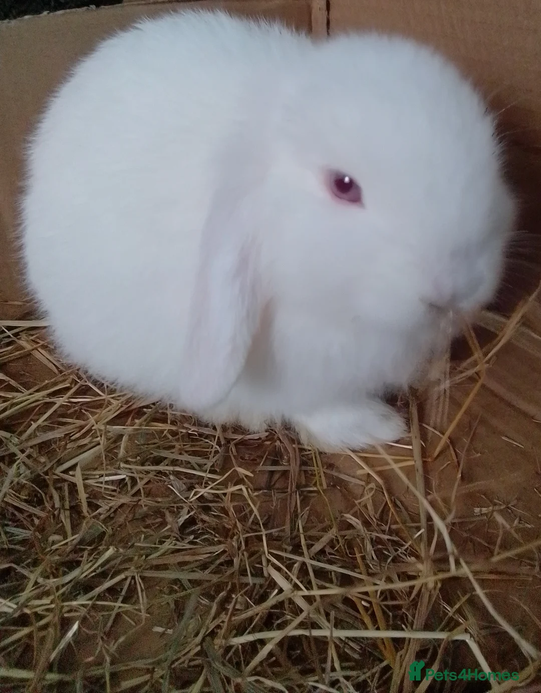 Mini Lop rabbits for sale: Pure Mini Lop Bunnies Ready to go  - Advert 11
