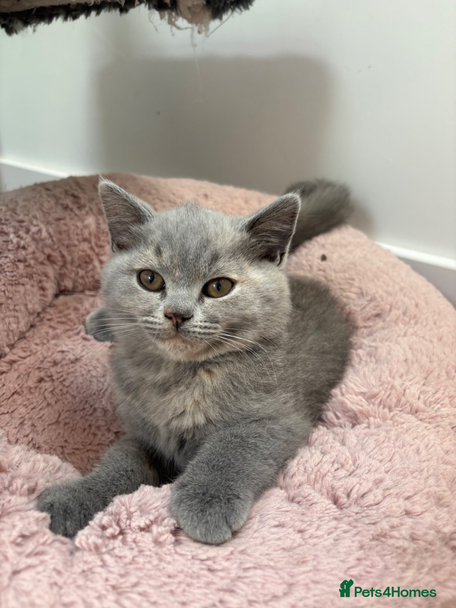 British Shorthair cats LAST ONE READY NOW BRITISH SHORTHAIR TICA Reg - Advert 4