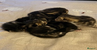 Mixed Breed cats - Advert 1