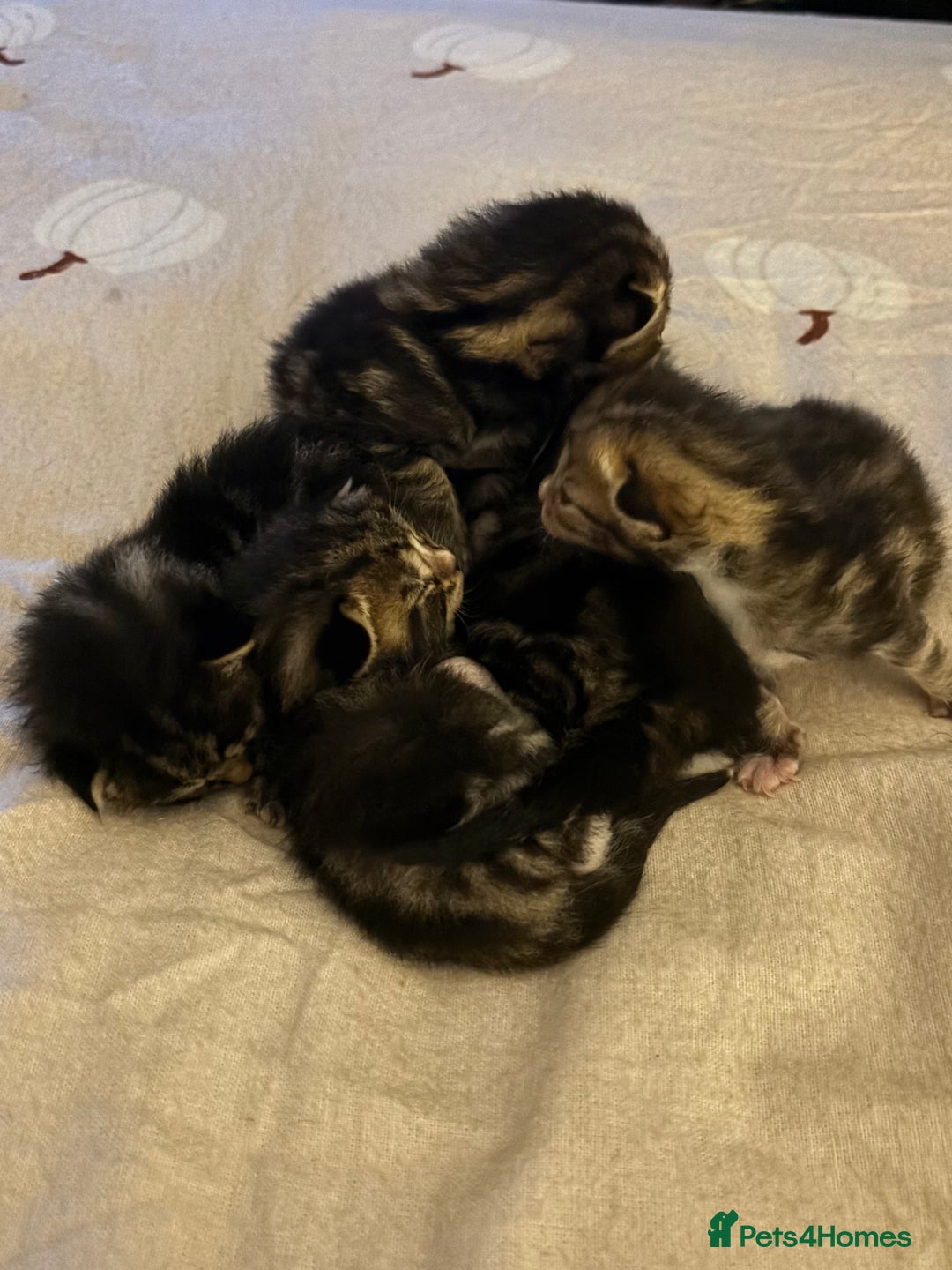 Mixed Breed cats for sale: Beautiful tabby kittens - Image 7