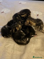 Mixed Breed cats - Advert 2