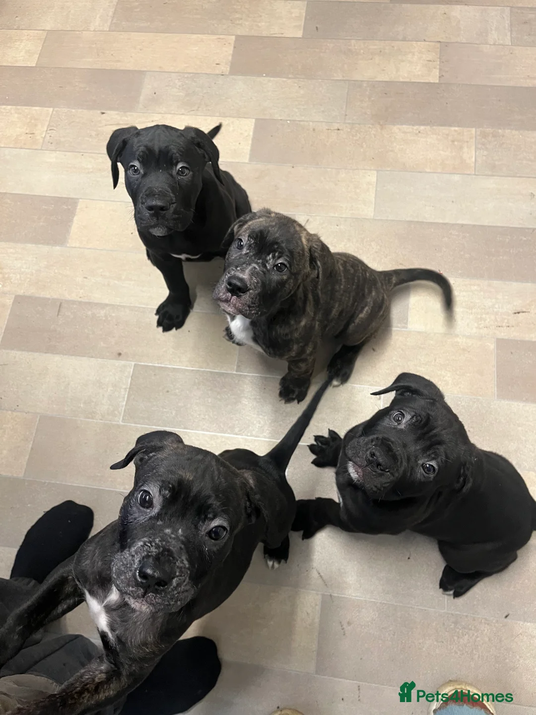 Cane Corso dogs for sale: Cane Corso Puppies ready x 1 female - Advert 2