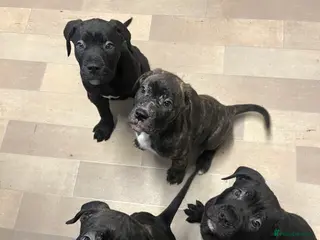 Cane Corso dogs Cane Corso Puppies ready x3 Male x 1 female - Advert 3