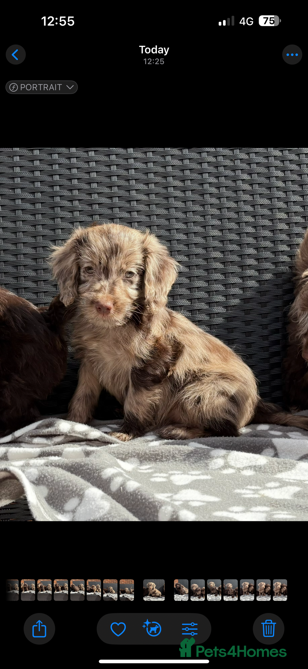 Cockapoo dogs for sale: LOVELY LITTER MERLE COCKAPOOS  - Image 4