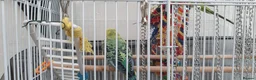 Budgerigars birds for sale: Budies for sale in Northampton - Advert 3