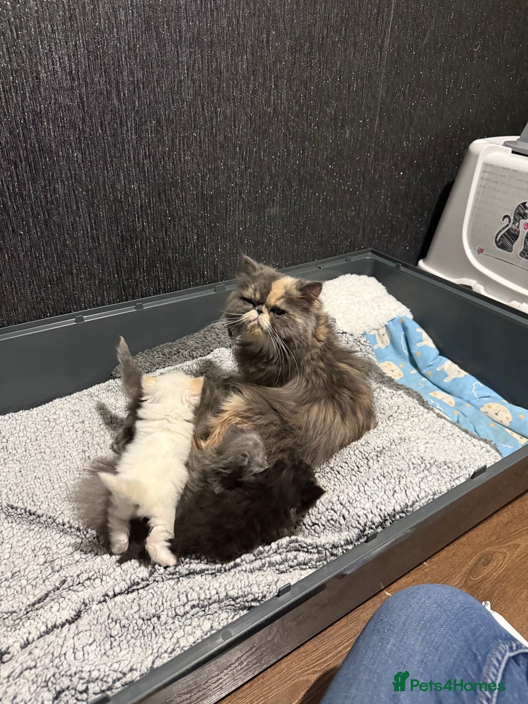 Persian cats for sale: 4 stunning persian kittens  - Image 10