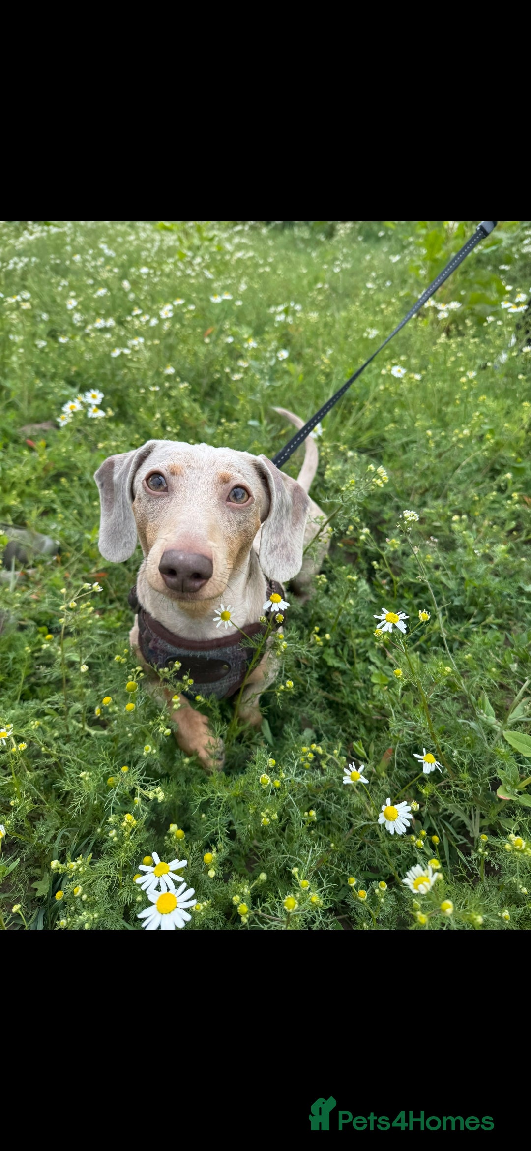 Miniature Dachshund dogs for sale: Chocolate Daple Miniature Boys  - Image 13
