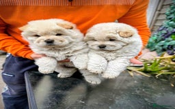 Chow Chow dogs for sale: Chow chow - Image 8