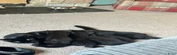 Mixed Breed cats for sale: 5 female kittens for sale - Advert 2